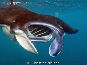 Very close to my favourite underwater animal by Christian Nielsen 